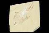 Bargain, Cretaceous Crusher Fish (Coccodus) - Hjoula, Lebanon #147143-1